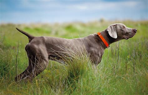 weimaraner pointing.